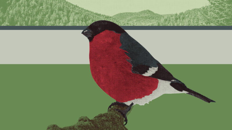 Vögel der Schweiz